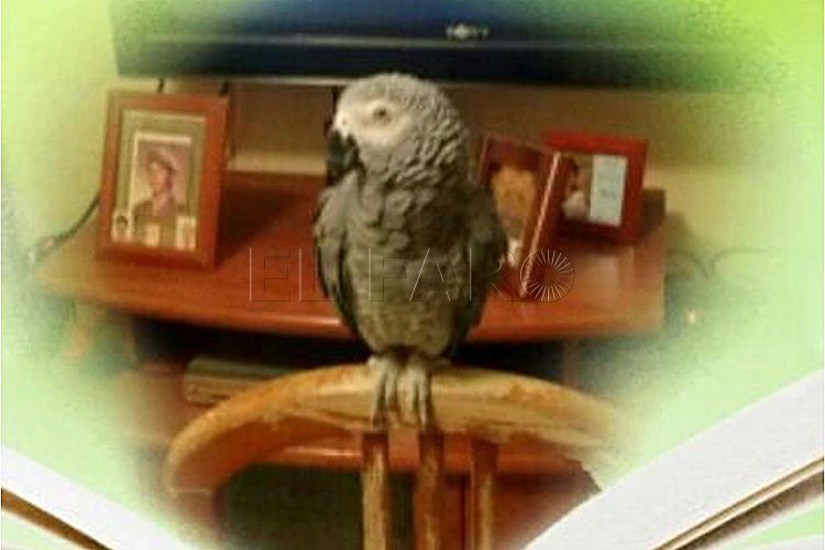 loro-perdido-sarchal