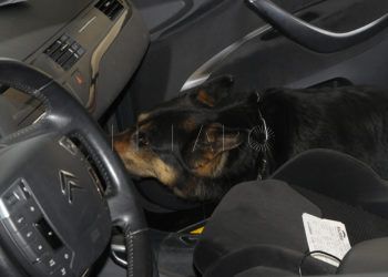perro-busca-droga-vehiculo