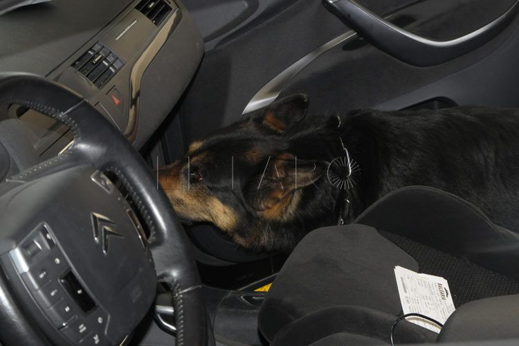 perro-busca-droga-vehiculo