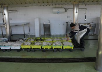 pescado