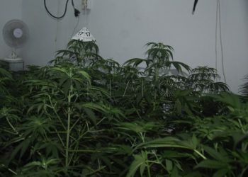plantacion-marihuana