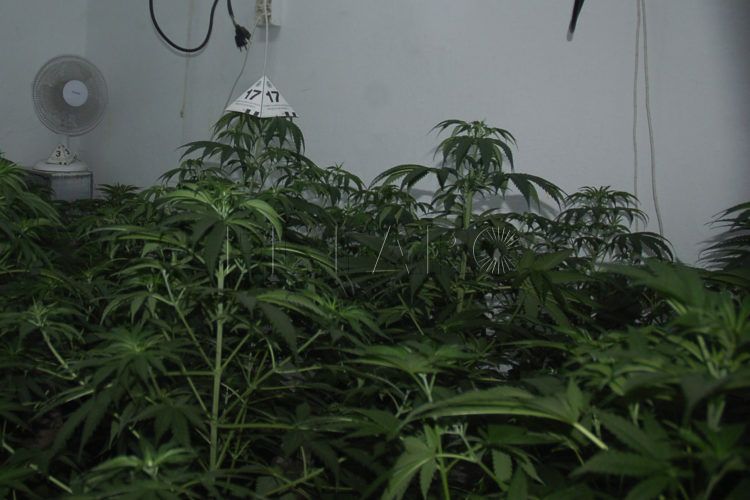 plantacion-marihuana