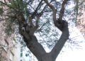 vecinos-parque-ceuta-2