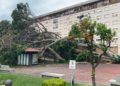 arbol-caido-jardines-argentina-7