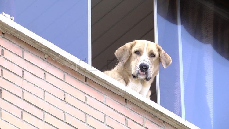 balcones-perro-alarma-coronavirus-2