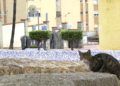 calles-coronavirus-alarma-6