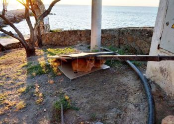 gatos-chorrillo
