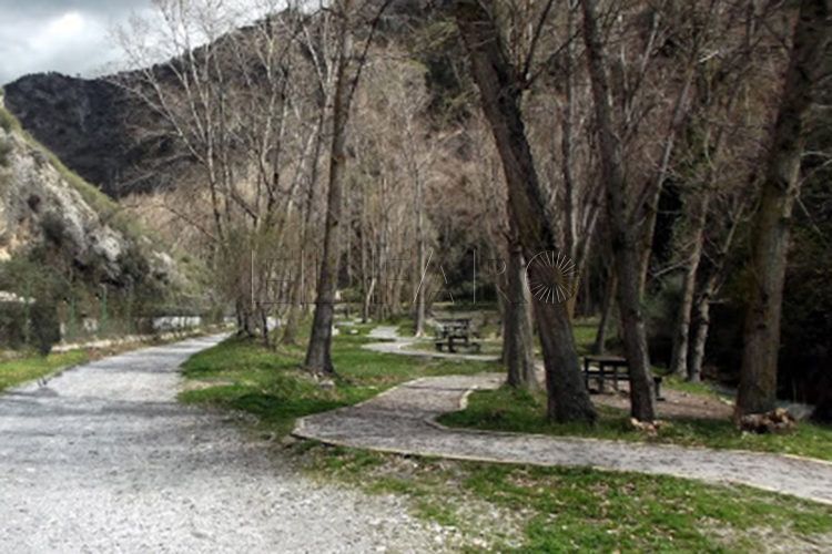 paseo-arboles