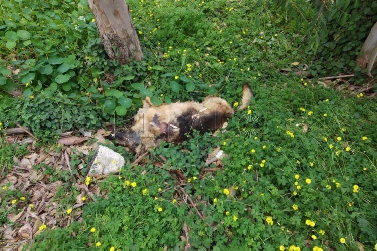tiran-perro-muerto