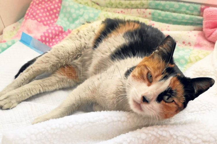 trika-gata