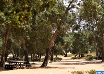 bosque-maamora-marruecos-plaga-orugas