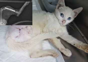 gato-sebastian