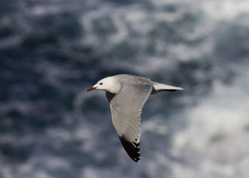 gaviota-audoin