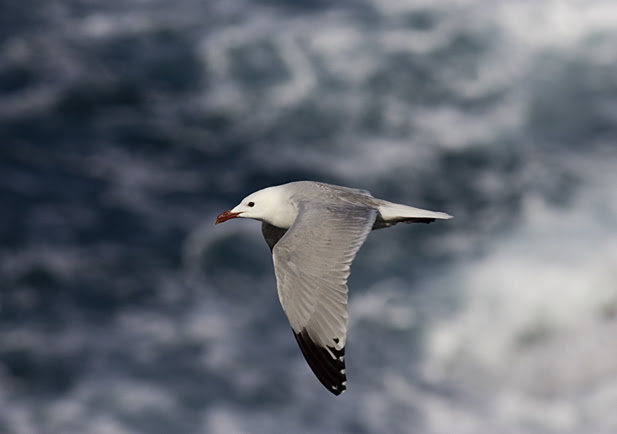 gaviota-audoin