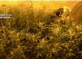 guardia-civil-incauta-marihuana