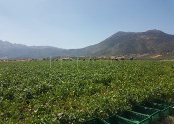 huerto-kamal