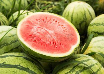 sandia