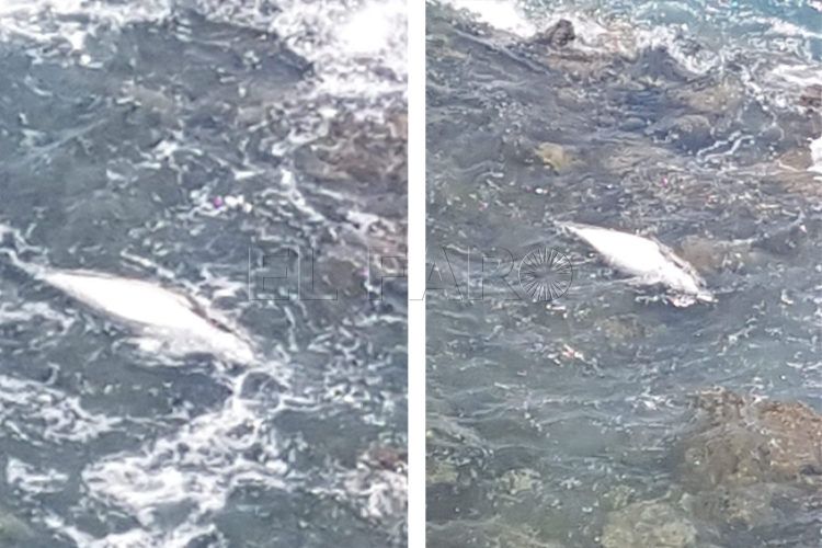 delfines-aleta-amputada