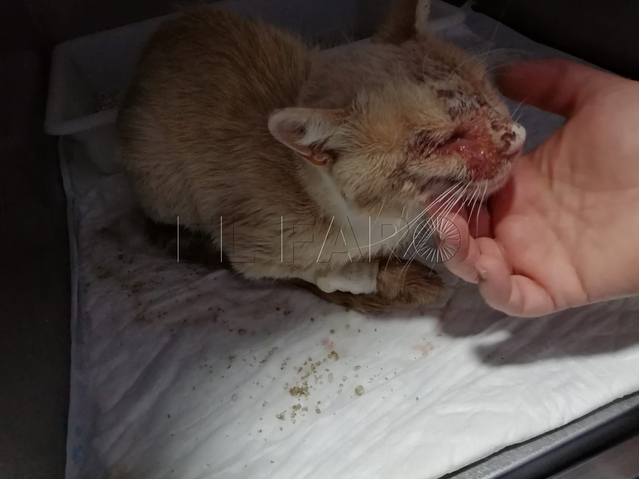gato-herido-servicio-recogida-funcionamiento