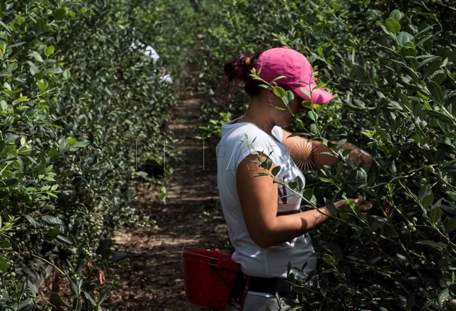 inmigrantes-marroquies-temporeras-huerto-cultivo
