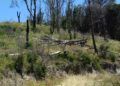 reten-bomberos-forestal-28