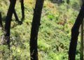 reten-bomberos-forestal-29