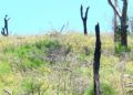 reten-bomberos-forestal-30