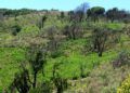reten-bomberos-forestal-33