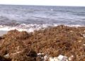algas-playas-calamocarro-benzu-11