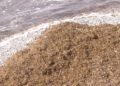 algas-playas-calamocarro-benzu-6