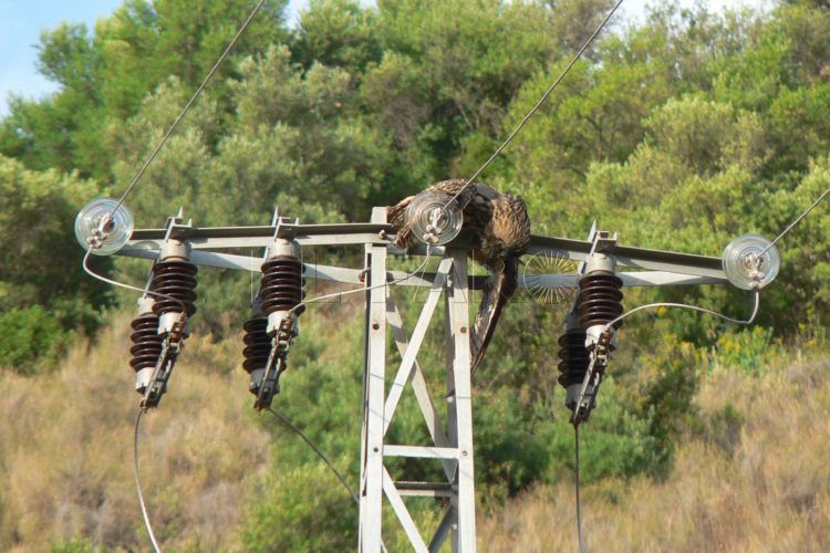 aves-electrocutadas-torreta