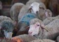 pascua-cordero-compra-animales-06