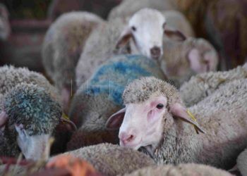 pascua-cordero-compra-animales-06