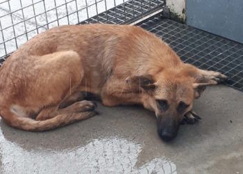 perra-ceuta-adopcion
