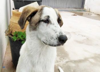 perro