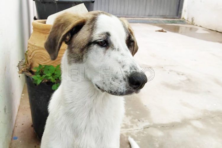 perro