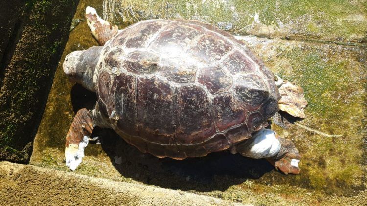 tortuga-boba-muerta-chorrillo-1
