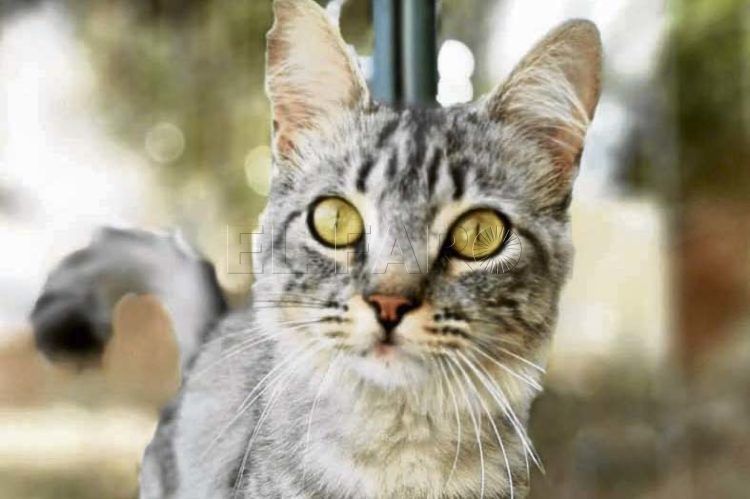 Margarita-gato