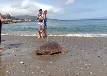 Tortuga-10