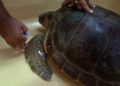 Tortuga-3