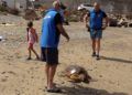 Tortuga-8