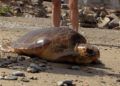 Tortuga-9
