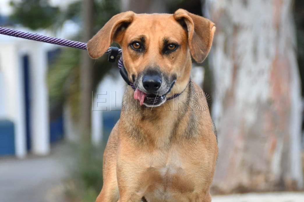 athenea-perro