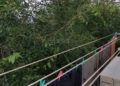 barriadas-reclaman-podar-arboles-7