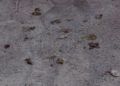 basura-principe-14