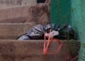 basura-principe-5