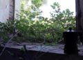 brull-abandono-okupacion-24