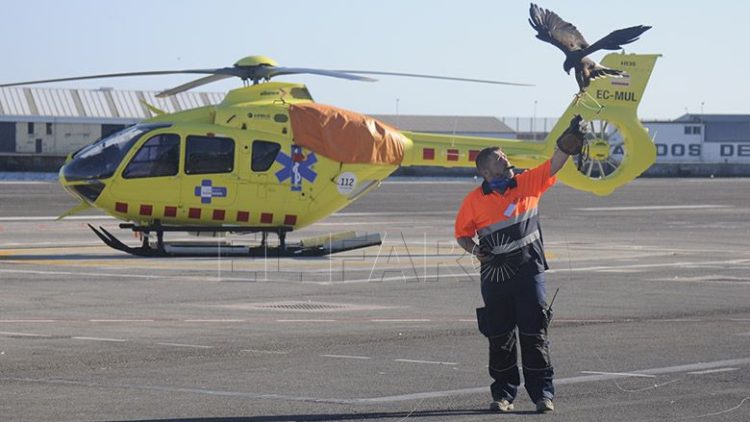 cetreria-helipuerto
