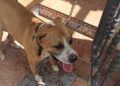 heridas-perro-maltrato-animal-1