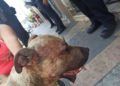 heridas-perro-maltrato-animal-3